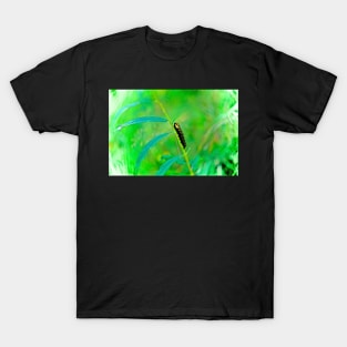 HERB LIFE T-Shirt